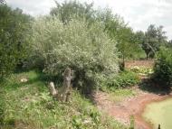 Успенка з panoramio.com