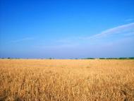 Лікнеп з panoramio.com