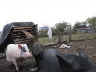 Воловики - Останні фото