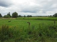 Сошники з panoramio.com