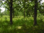 Рошняте з panoramio.com