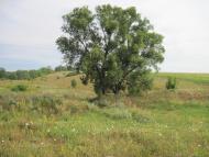 Григорівка з panoramio.com