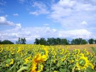 Лікнеп з panoramio.com