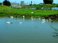 Малий Правутин з panoramio.com