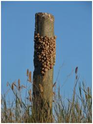 Громове з panoramio.com