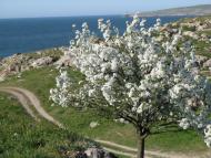 Семенівка з panoramio.com
