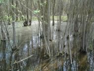 Біловежі Перші - Останні фото