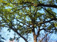 Гірницьке з panoramio.com