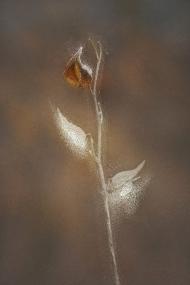 Мала Стариця - Останні фото