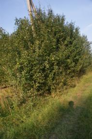 Лебедівка з panoramio.com