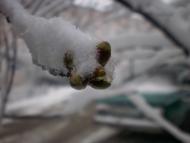 Трішки зими