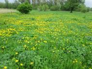 А у нас весна