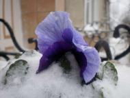 Трішки зими