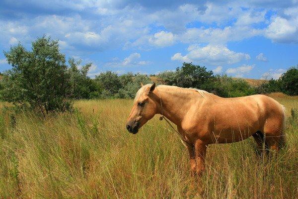 Сонячна Долина з panoramio.com (ч.2) - Сонячна Долина