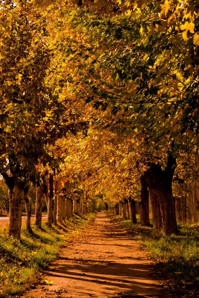 Шевченка з panoramio.com - Шевченка