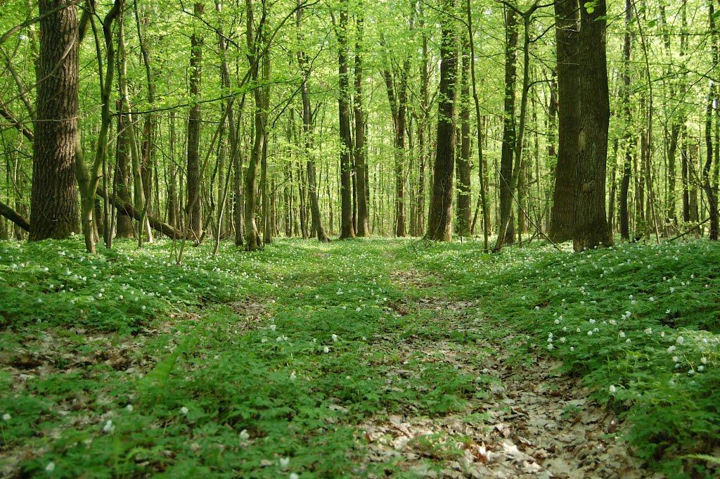 Звози з panoramio.com - Звози