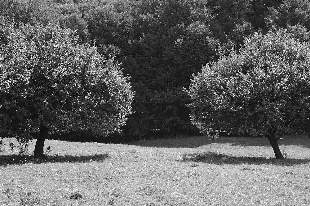 Турича з panoramio.com - Турича