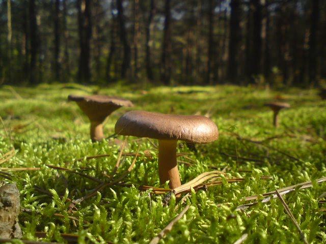 Світязь з panoramio.com - Свитязь