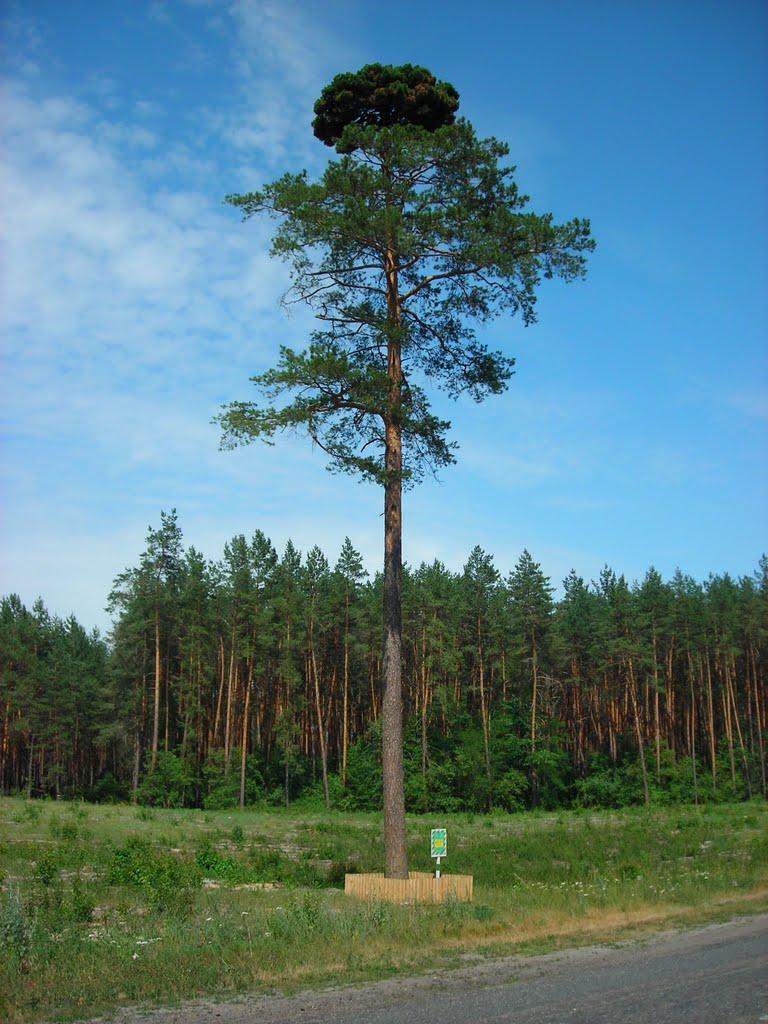 Дубіївка з panoramio.com - Дубіївка