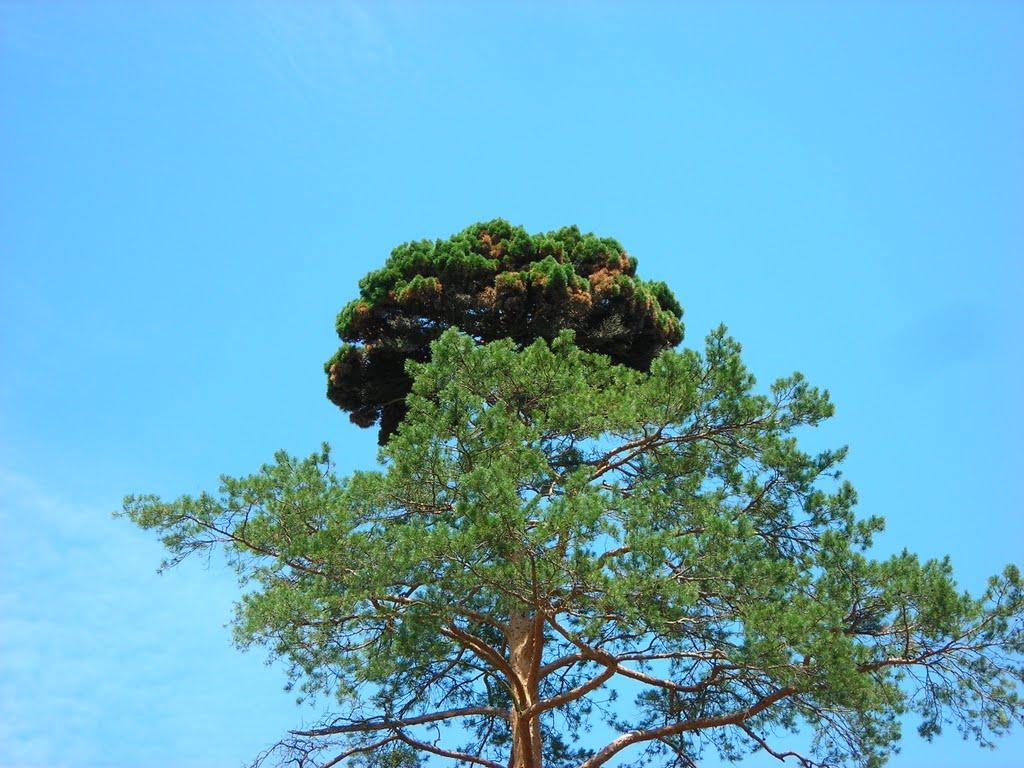 Дубіївка з panoramio.com - Дубіївка