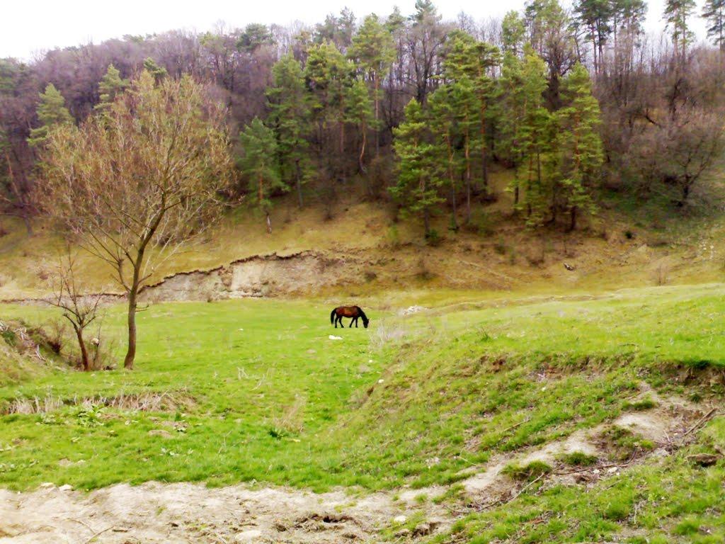 Мушкутинці з panoramio.com - Мушкутинці