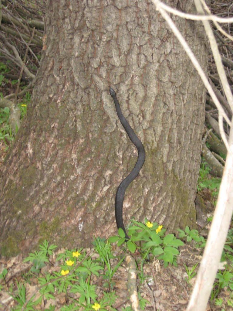 Польова з panoramio.com - Польова