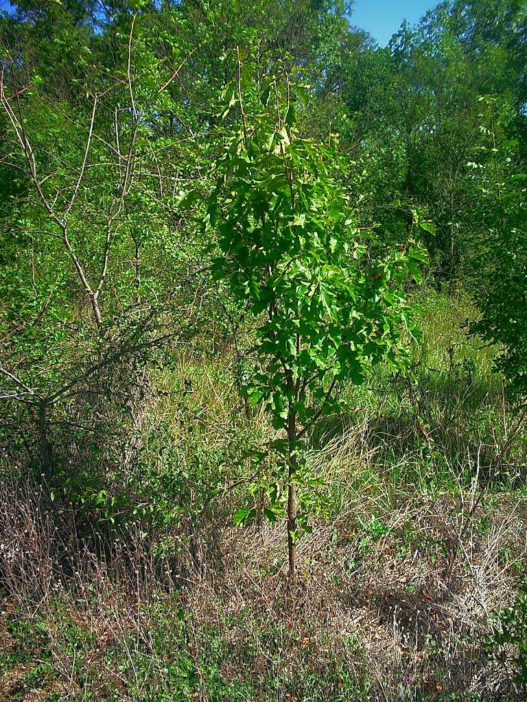 Високе з panoramio.com - Высокое