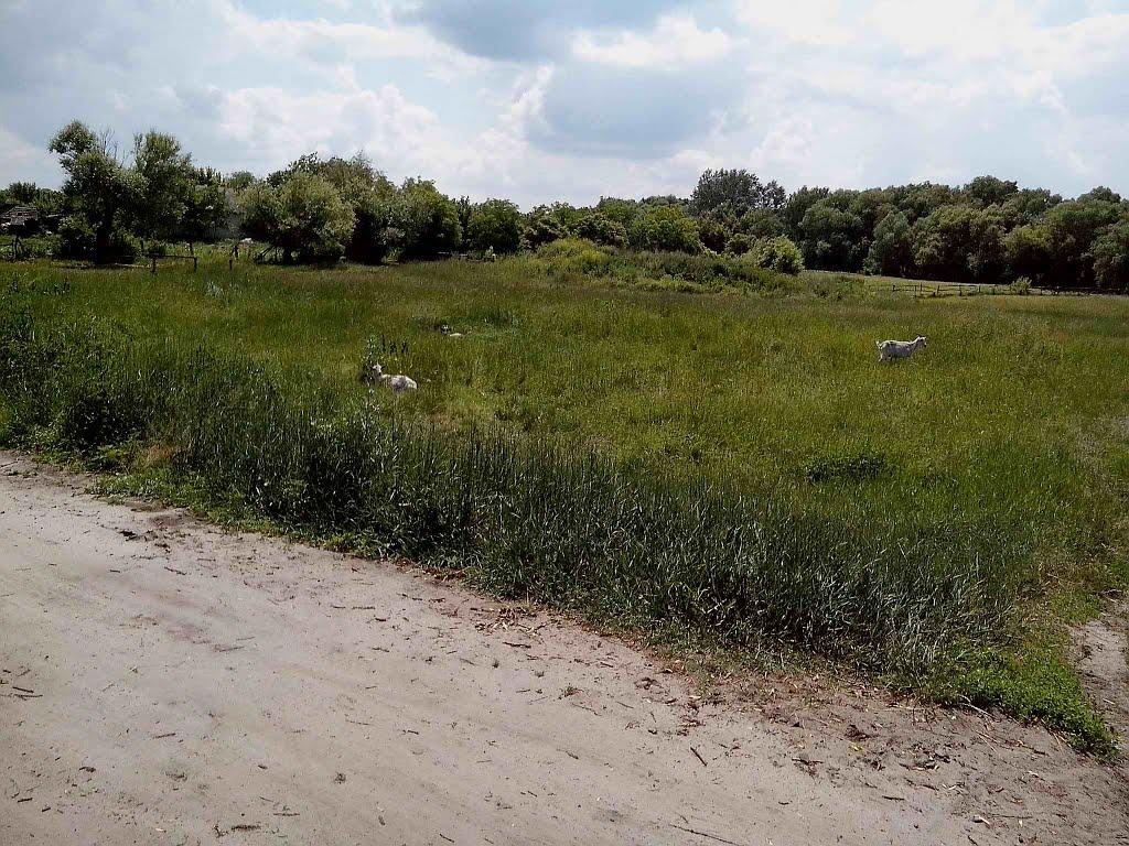 Хорішки з panoramio.com - Khorishky