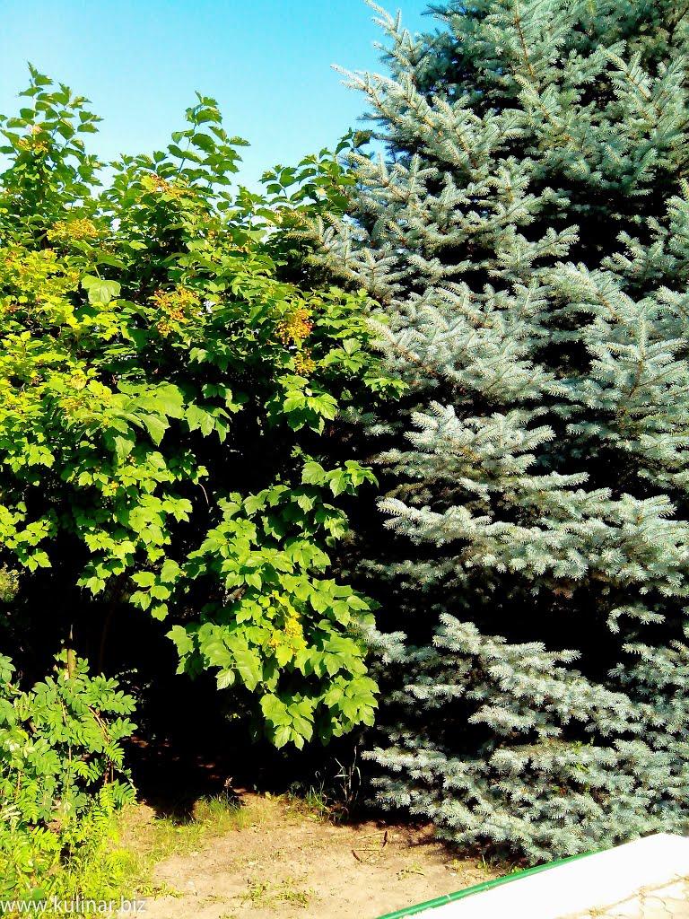 Мелітополь з panoramio.com (ч.2) - Мелитополь