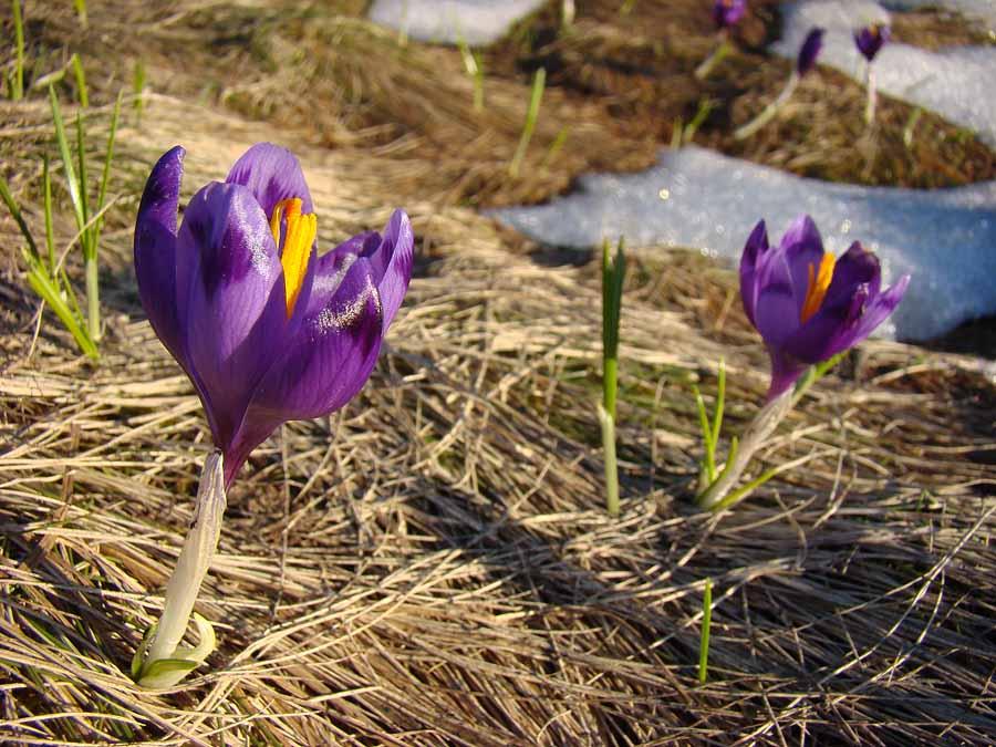 Сопки з panoramio.com - Сопки