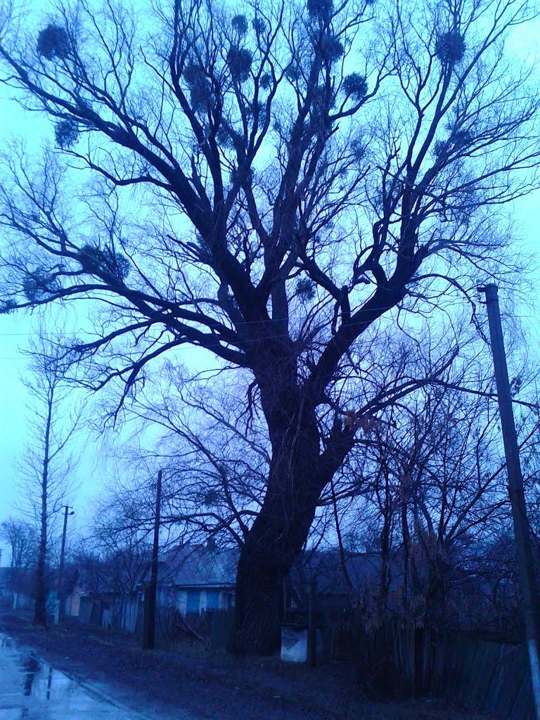 Черемушна з panoramio.com - Черемушна