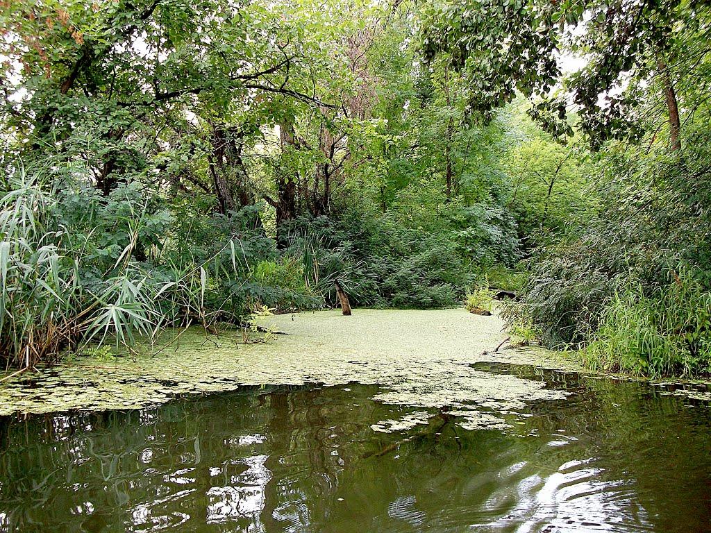 Щурове з panoramio.com - Щурово