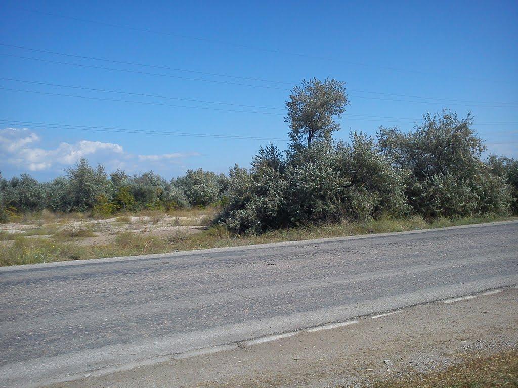 Прибережне з panoramio.com - Прибрежное