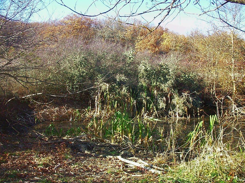 Верхоріччя з panoramio.com - Верхоречье