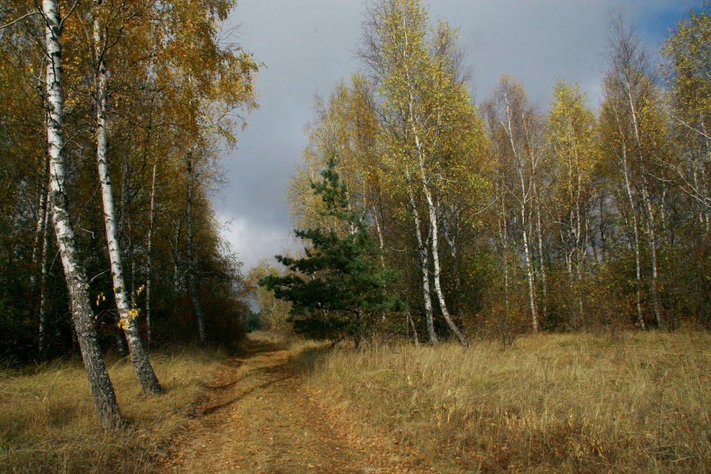 Голуба Затока з panoramio.com (ч.2) - Голуба Затока