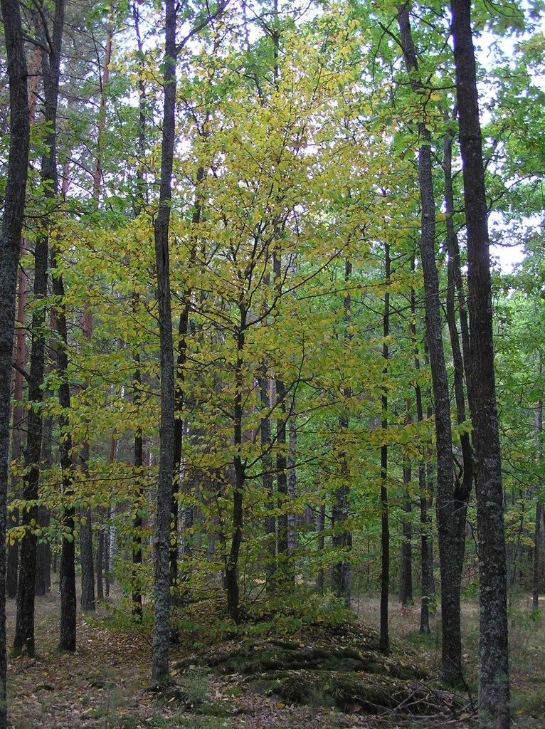 Горщик з panoramio.com - Горщик
