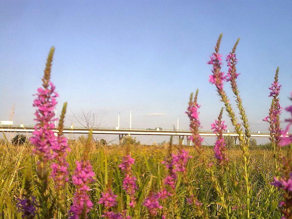 Антонівка з panoramio.com - Антоновка