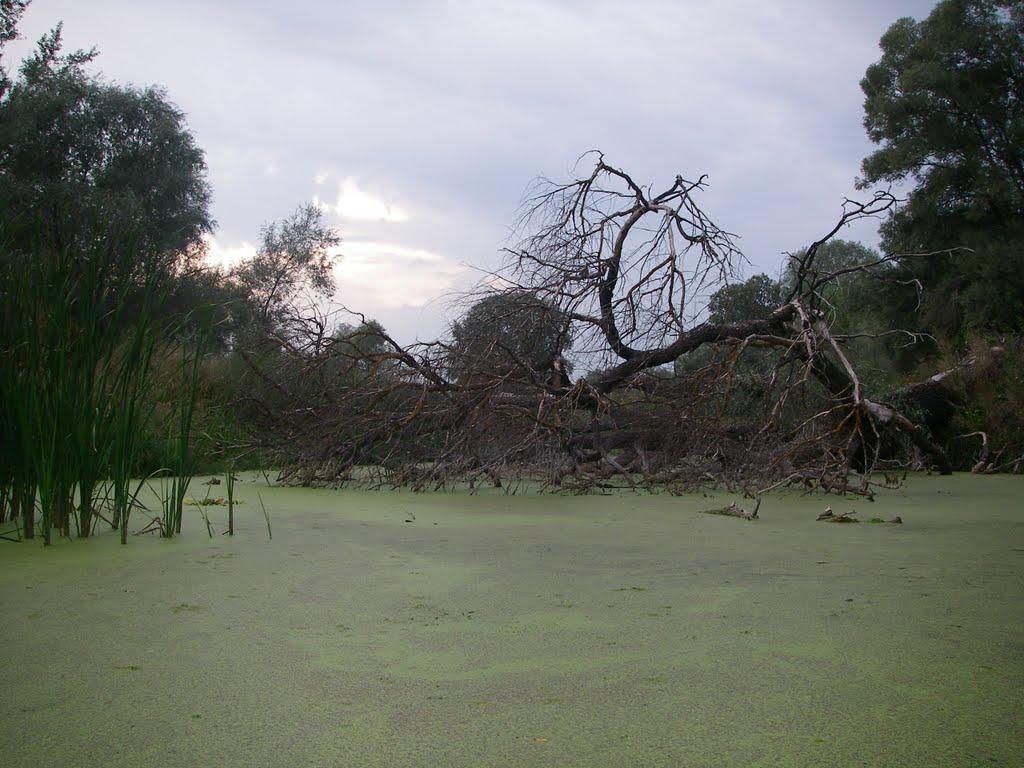 Синичине з panoramio.com - Синичине