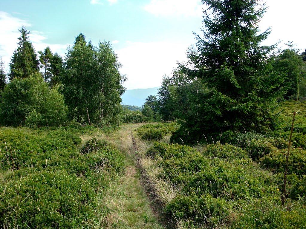 Люта з panoramio.com - Люта