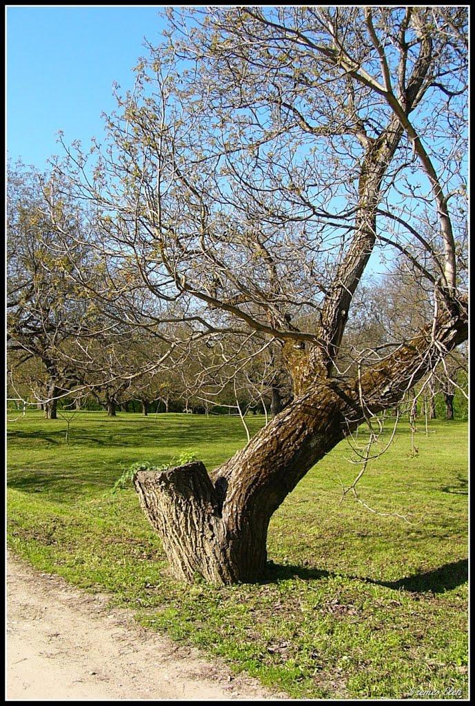 Галабор з panoramio.com - Galabor
