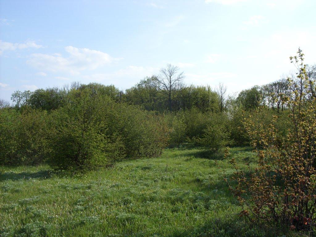 Станично-Луганське з panoramio.com (ч.2) - Станично-Луганское