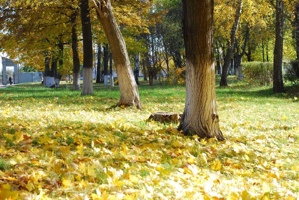 Шевченка з panoramio.com - Шевченка