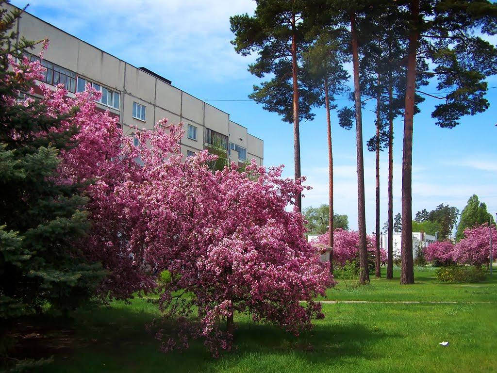 Славутич з panoramio.com - Славутич