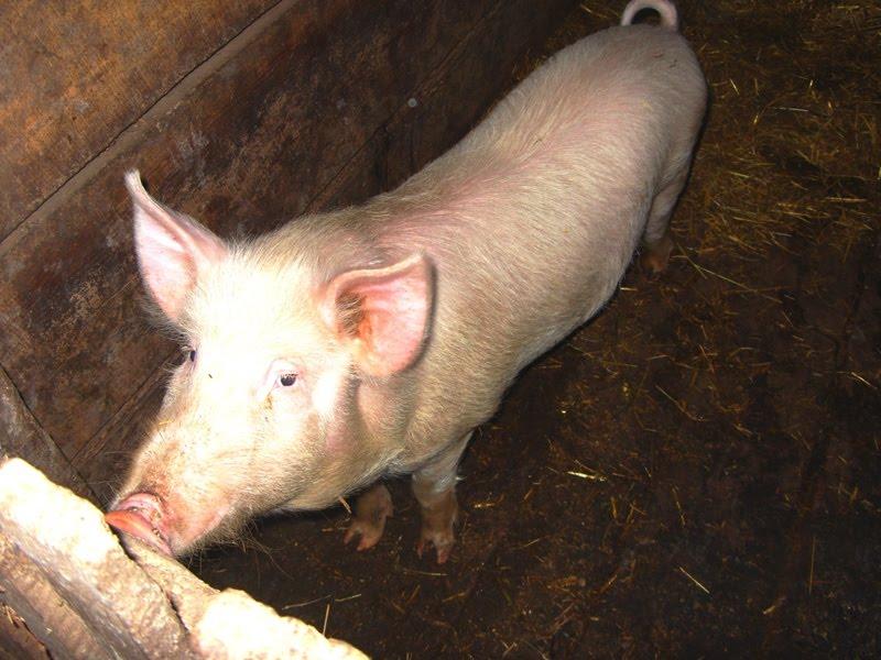 Митків з panoramio.com - Мытков