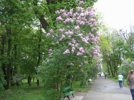 Немирів з panoramio.com - Немирів