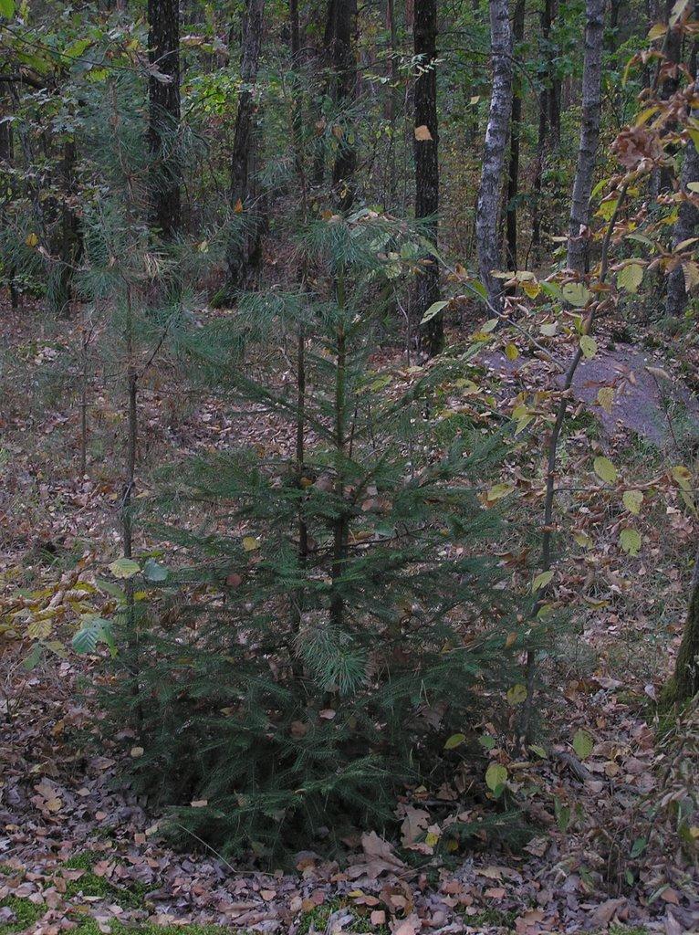 Горщик з panoramio.com - Горщик