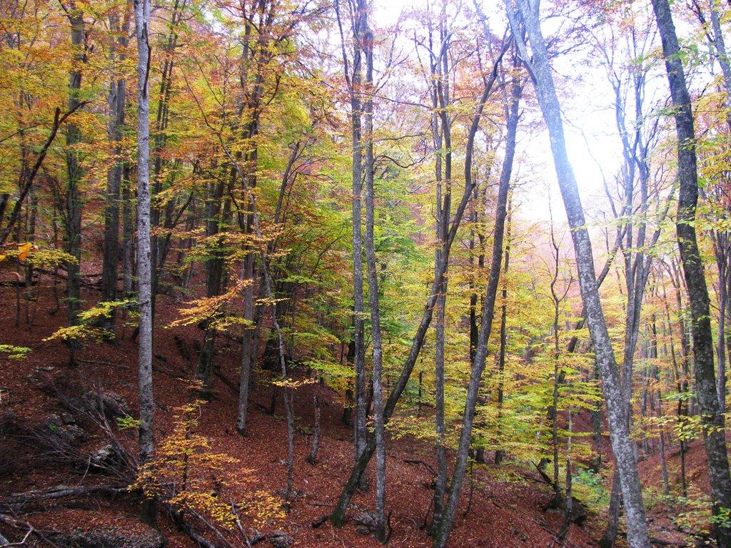 Соколине з panoramio.com (ч.2) - Соколиное