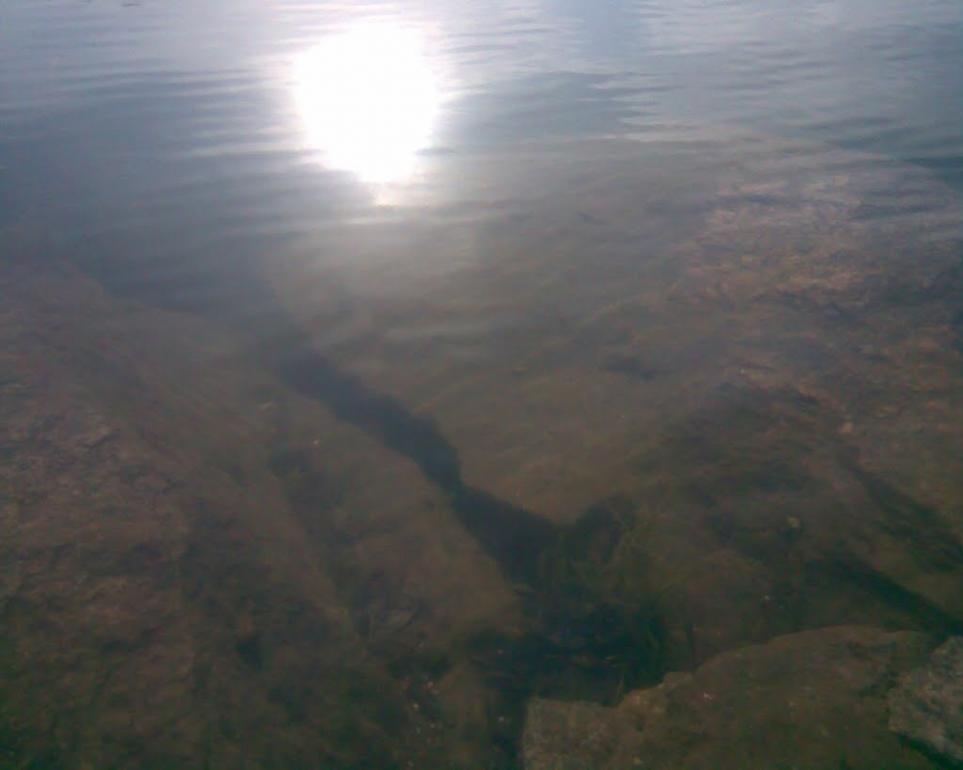 Бушеве з panoramio.com - Бушеве