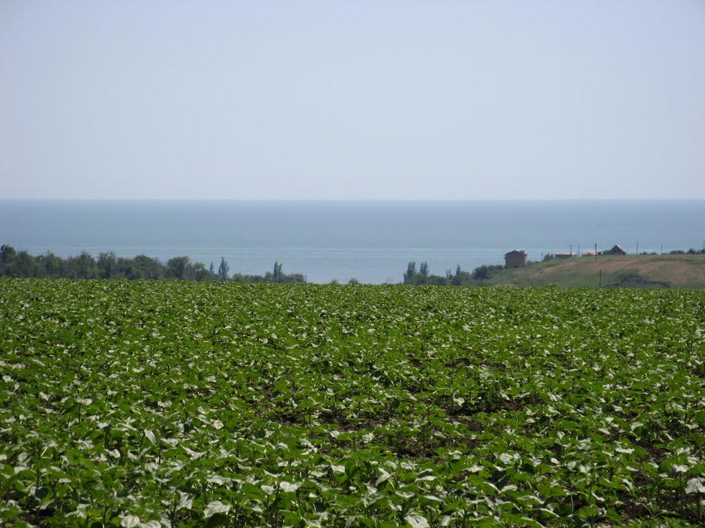 Бердянське з panoramio.com - Бердянськое