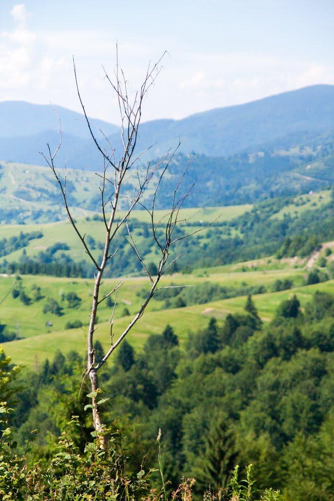 Стригальня з panoramio.com - Стригальня